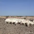 الزين يهل الزين ضان حريات للبيع جروم وشعره ودفيع ونضافه
