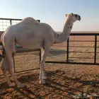 بكره باتلية