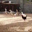 طقم وز عراقي العمر سنتين