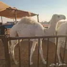 قعدان عمر سبعه شهور واقل