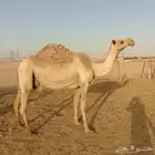 آبل خلفه ولقحه