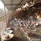 ( عشة ) حمام للبيع