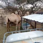 قعود عمرة سنة واربعة شهور