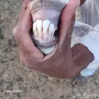 4 شواهات