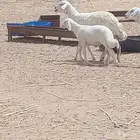 غنم