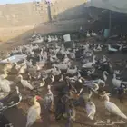 بط مكسوفي
