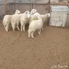 بهم للبيع