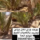 ودي نخل برني