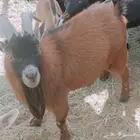 ماعز قزم