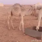 قعود للبيع على السوم