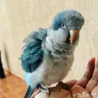 ببغاء كويكر للبيع