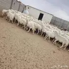 ضان حريات صنف مقنوي دفيع