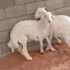ذبايح حري طيبه .. ( الرياض مخرج 36 )
