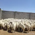 ظان حرش ثنيه ورباع وسديس ودففع مضاريع على العدد92 والفحول2