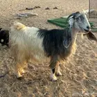 عنز والد متبع بتيس معها واحد