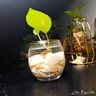 نبات البوتس نبات داخلي