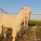 فحل خصم ندر راس وجرم وملب