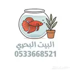 جميع أسماك الفايتر بألوان متعددة فقط ب10 ريال