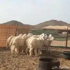 طليان مناسبات للبيع