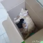 قطط منقذه للتبني