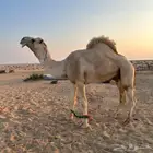 قعود صاهودي للبيع