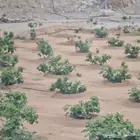 طالع من خميس مشيط الى جازان