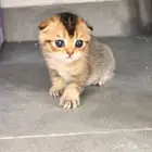 انثى سكوتش تربل فولد للبيع Triple fold female