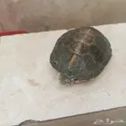 سلحفاة برمائيه عمرها سنتين ونص