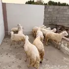 اضاحي طليان ((تم البيع))