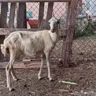 رخله لللبيع
