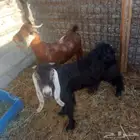 تيوس للبيع