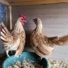 دجاج سبرايت كريمي