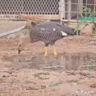 وز نوادر للبيع