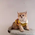 ذكر سكوتش قولد للبيع