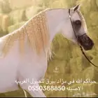 خيل