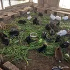 الخطه شمال حايل