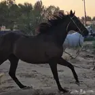 حصان إنجليزي أدهم شيخ للبيع