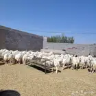 ظان حرش نضيفه دفيع ومضاريع العدد 90 مع فحولها على الأولاد