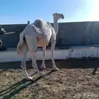 ناقه وبنتها للبيع