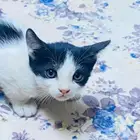 قطط امريكي عمر شهرين