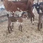 معزه جنوبيه