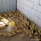 صوص بط بكيني