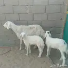 حريه تحتها خرفان
