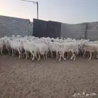 للبيع ضان حريات غنم مرعئ نضيفه ودفيع والبيع جمله وتفريد