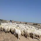 البيع مراح ضان خريات منوة القناي جروم وشعره ودفيع ونضافه