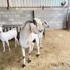 تيس فحل