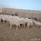 للبيع مراح واحد ضان حريات حرش مقنوي نضيفه ومشروطه ودفيع