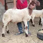 طلي صنف فاخر.