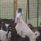 ذبايح سعدون