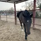 حصان الانقليزي